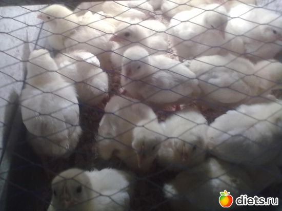 8 ����: ��� �����