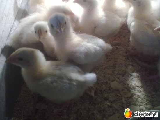 9 ����: ��� �����