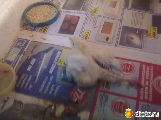 10 фото: мои птицы