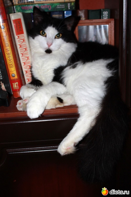 Начитанный Стасик, альбом: Must Love Cats