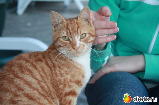 Мой турецкий мужчина, альбом: Must Love Cats