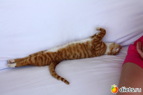   -2, : Must Love Cats