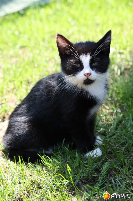 Котёнок, альбом: Must Love Cats