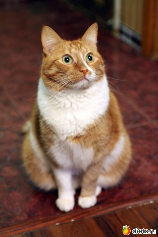 �������� ��������, ������: Must Love Cats