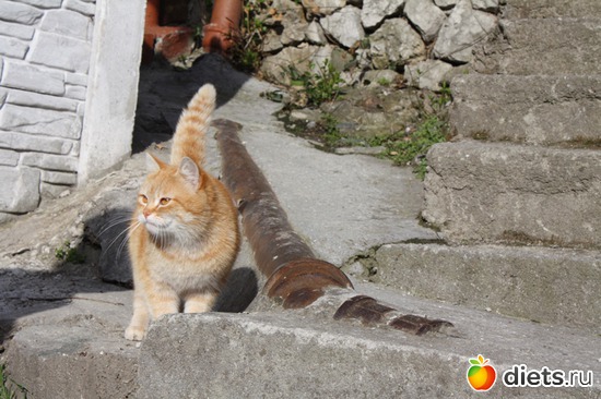 Крымская горная, альбом: Must Love Cats