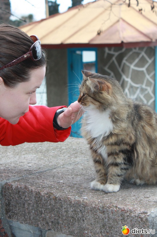 Красавица такая, альбом: Must Love Cats