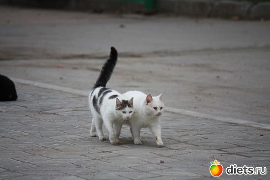 Парочка, альбом: Must Love Cats