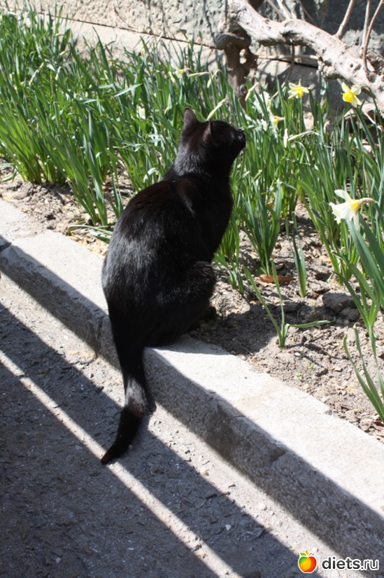 Ценитель природы, альбом: Must Love Cats