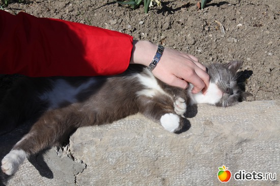 Балдёж на солнце, альбом: Must Love Cats