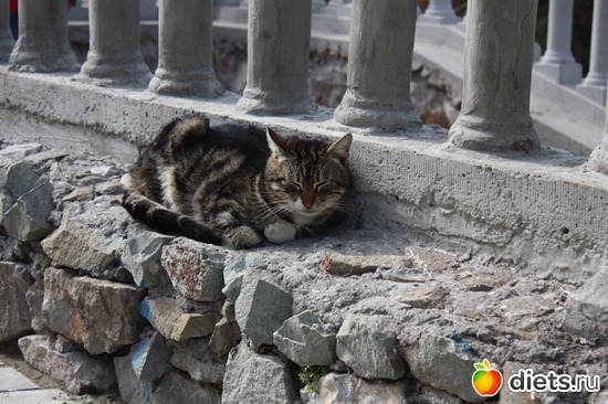 ����� ����, ������: Must Love Cats