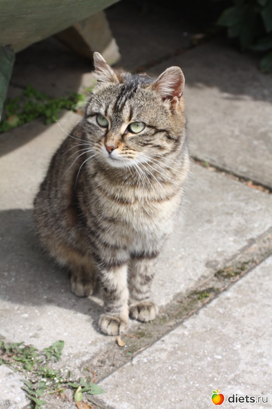 ��������� ����������, ������: Must Love Cats