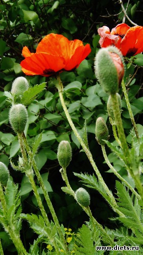 1 ����: ��� ��� !..