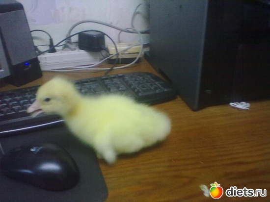 12 фото: мои птицы