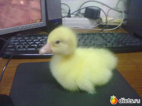 13 фото: мои птицы