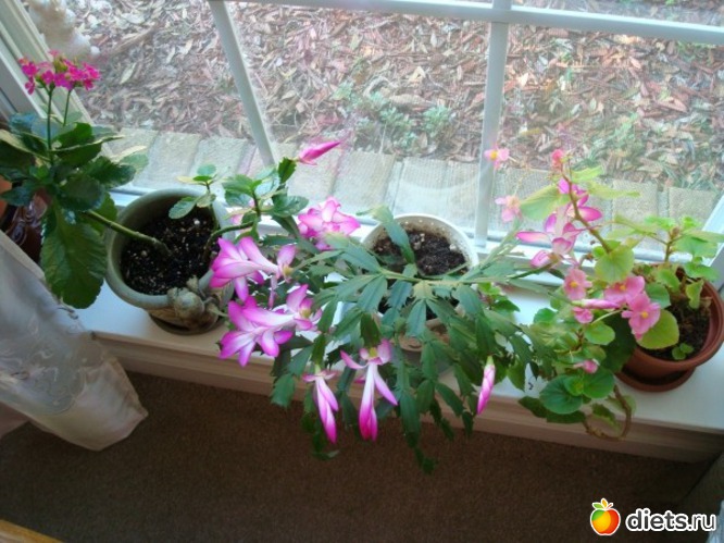 64 фото: Новый год и Рождество.