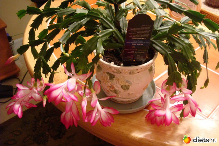 65 фото: Новый год и Рождество.