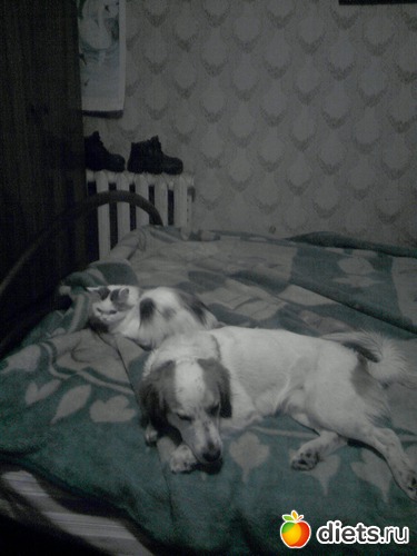 6 фото: мои пушистики