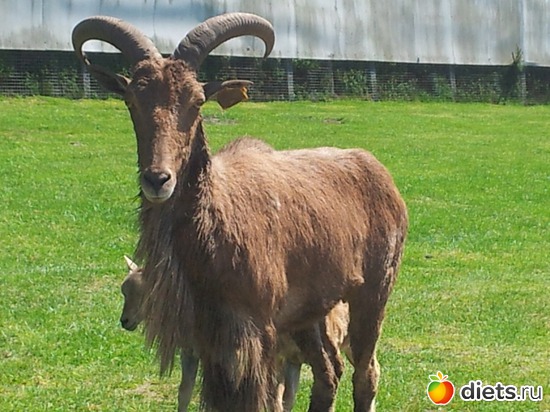 7 ����: Safari