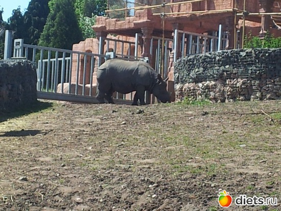 9 ����: Safari