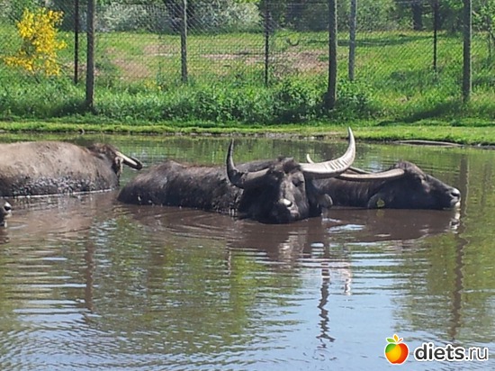 10 ����: Safari