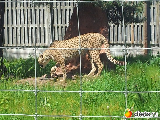 12 ����: Safari