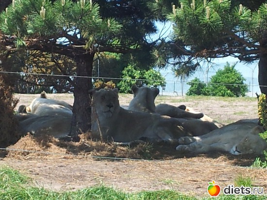 13 ����: Safari