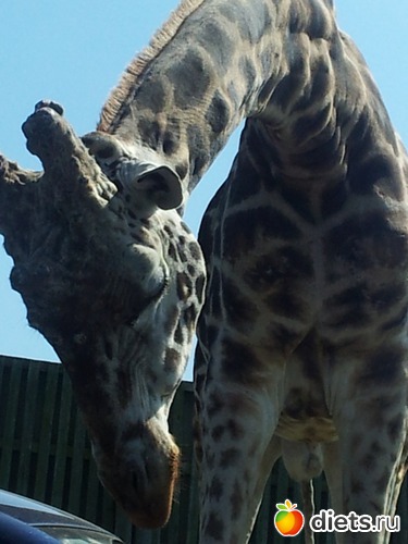 14 ����: Safari