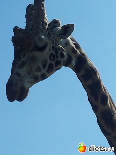 15 ����: Safari