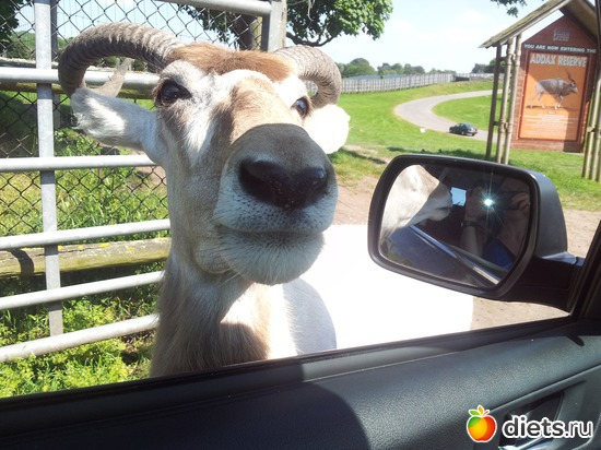 16 ����: Safari