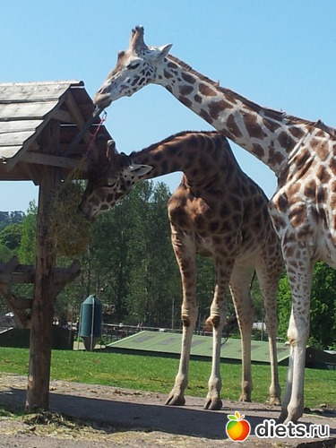 17 ����: Safari