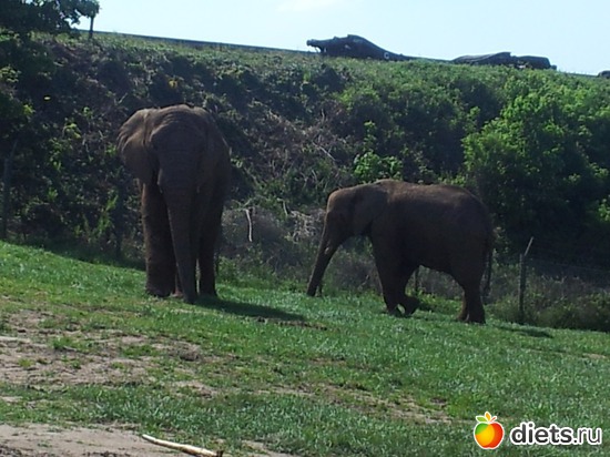 18 ����: Safari