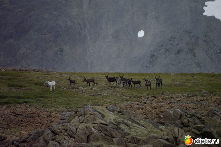 олени зимуют возле Уральских гор, альбом: Любимый город-Воркута