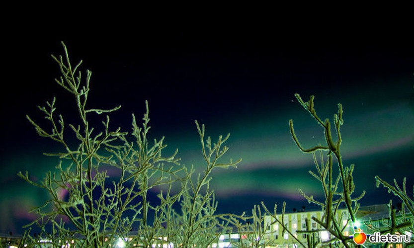 карликовые деревья окунулись в зимнюю спячку, альбом: Любимый город-Воркута