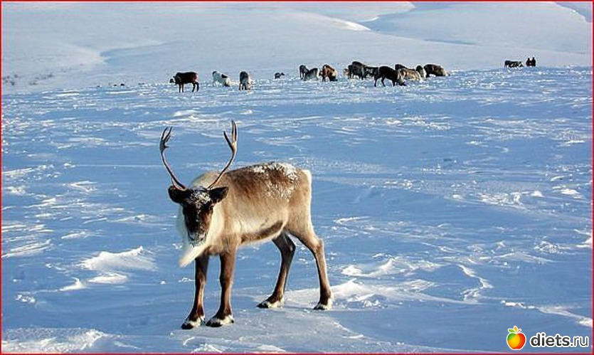 24 фото: Любимый город-Воркута