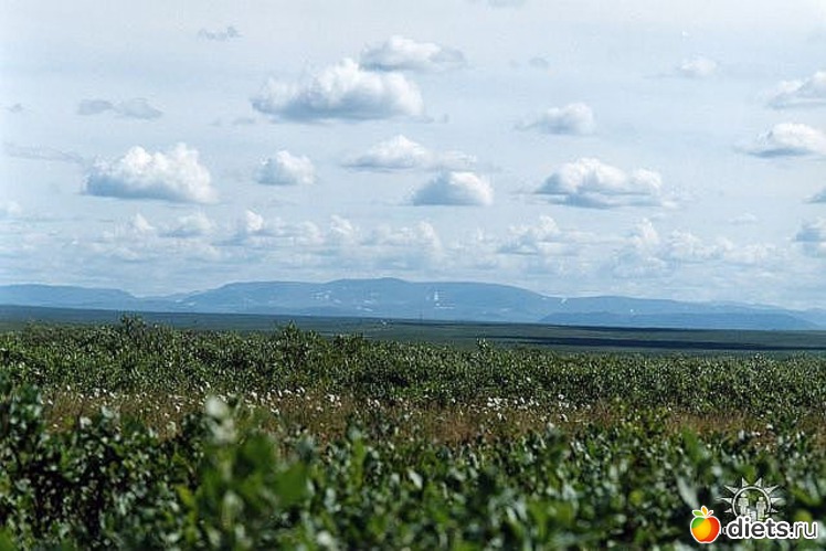 красива тундра весной, альбом: Любимый город-Воркута