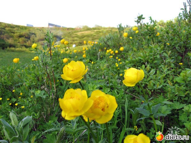 лето, альбом: Любимый город-Воркута