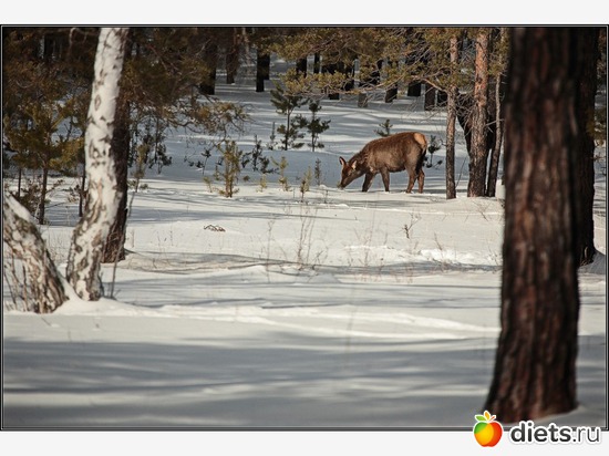 встречаются моралы, альбом: Казахстанская Швейцария или жемчужина Казахстана