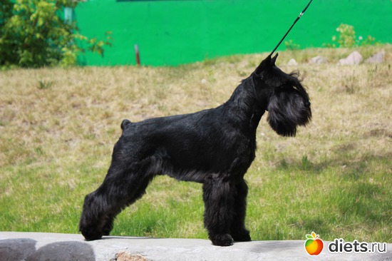 ������������, ������: ��� ������