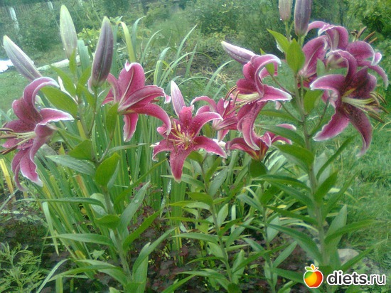 21 фото: Цветы