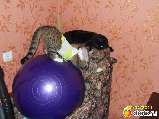 потягушечки, альбом: Котейка