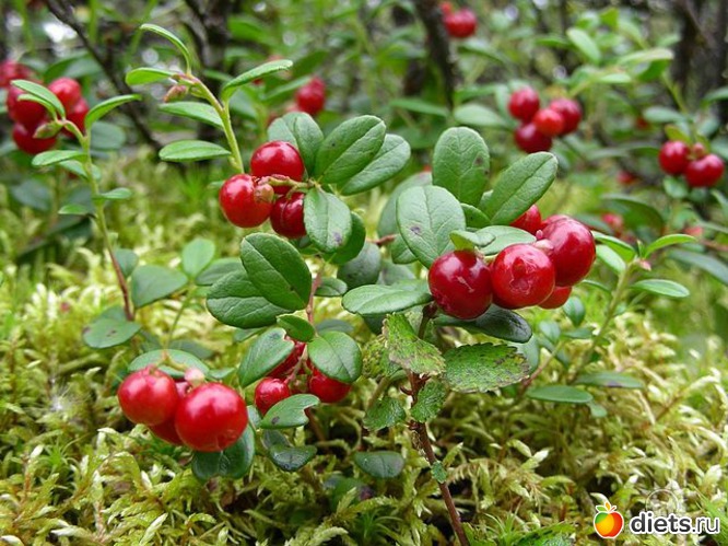 клюквочка, альбом: Любимый город-Воркута