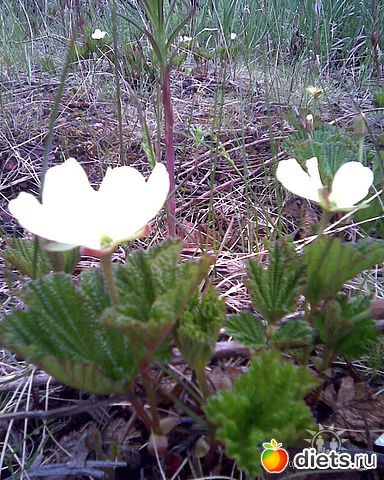 певые цветы