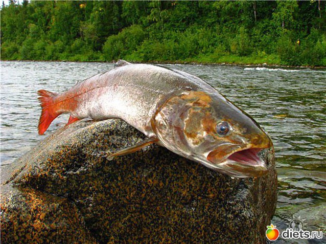 вот такая рыбка водится в р.уса, альбом: Любимый город-Воркута