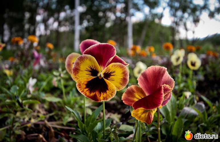 91 фото: Любимый город-Воркута