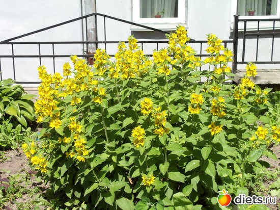 55 фото: Знакомый уютный Киев. Парки