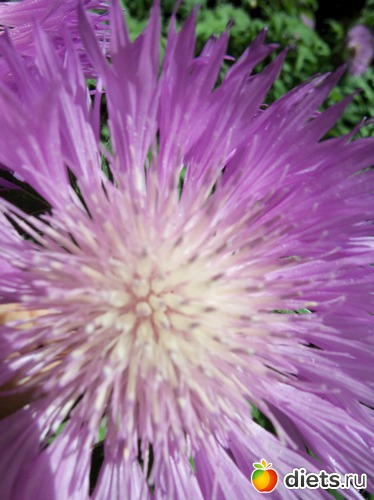 56 фото: Знакомый уютный Киев. Парки