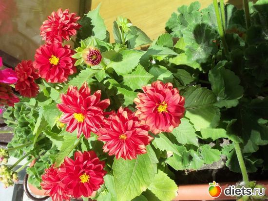 57 фото: Знакомый уютный Киев. Парки