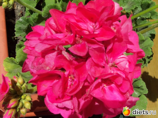 58 фото: Знакомый уютный Киев. Парки