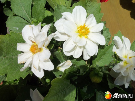 59 фото: Знакомый уютный Киев. Парки