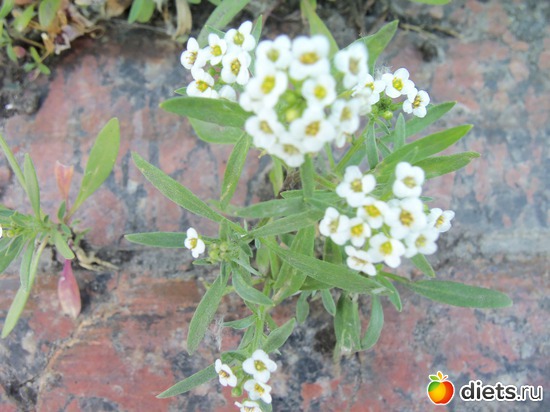 60 фото: Знакомый уютный Киев. Парки